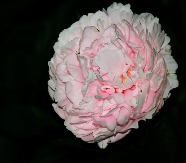 Peonie at night